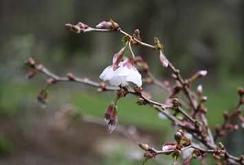 Prunus incisa “Kojo-no-mai”