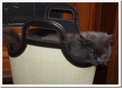 Кот в сумке