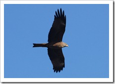 http://oiseauxenphotos.e-monsite.com/rubrique,milan-noir,1371645.html