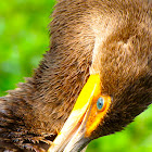 Double-crested Cormorant