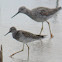 Greater Yellowlegs with Lesser in foreground.