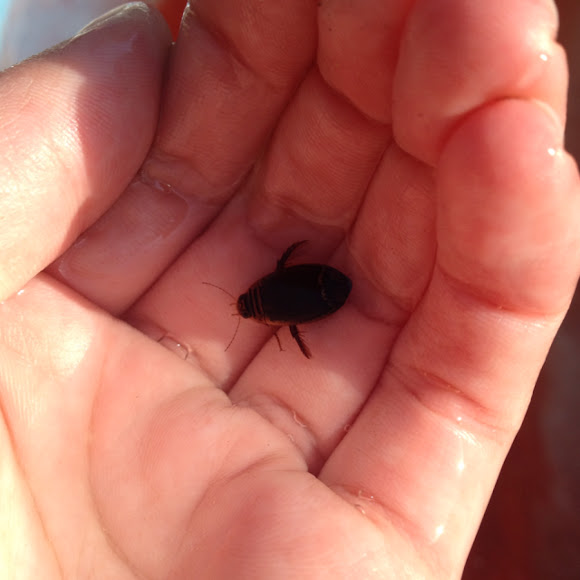 Great diving beetle Project Noah