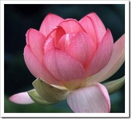 flor-de-lotus