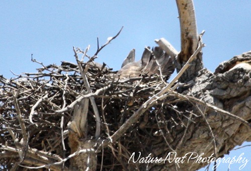Hawk Nest5