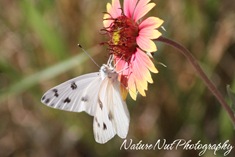 Western White Butterfly2