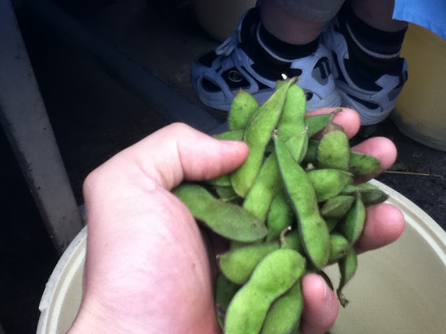 無農薬 無肥料栽培のさといらず枝豆の選別作業が始まった マルカワみそのスタッフブログ