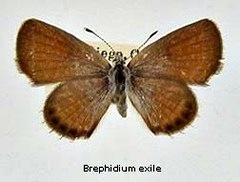 Brephidium_exilis_top