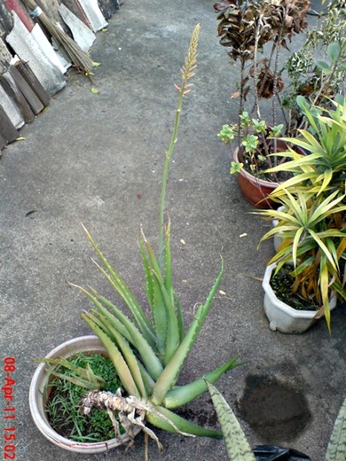 medicinal plant_Aloe vera_lidah buaya 5