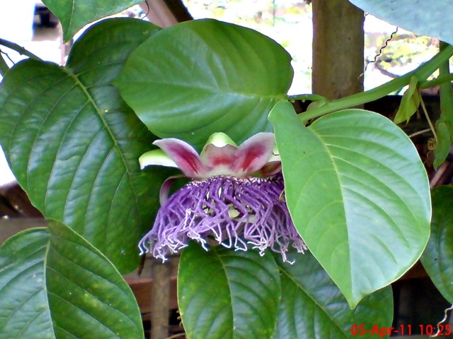 [Passiflora quadrangularis_Markisa Besar_Erbis_Giant Granadila 01[4].jpg]