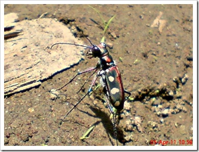 Cicindela aurulenta_Spotted Tiger Beetle_Kumbang 1