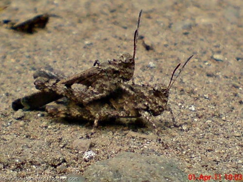 [brown grasshopper mating 01[8].jpg]
