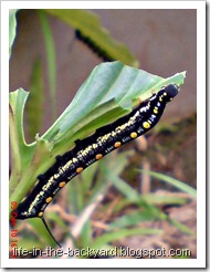 Sphingidae moth caterpillar 2