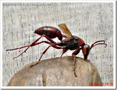Polistes tenebricosus_Paper Wasp 6