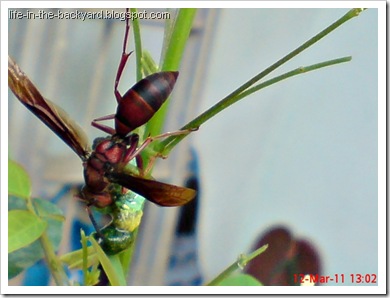 wasp caught and cut its prey 8