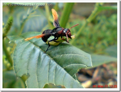 Rhynchium haemorrhoidale_tawon_Potter Wasp 1