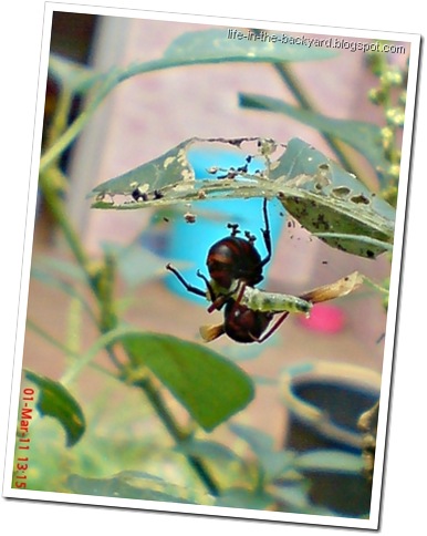 Rhynchium haemorrhoidale_tawon_Potter Wasp 3