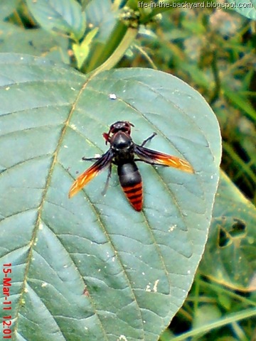 [Rhynchium haemorrhoidale_tawon_Potter Wasp 4[7].jpg]