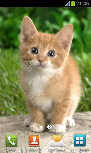 Cute Cats Wallpapers