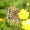 Speckled Wood (sub species)