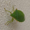 Spined Green Stink Bug