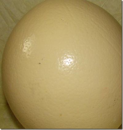ECS_48B ECS_48B