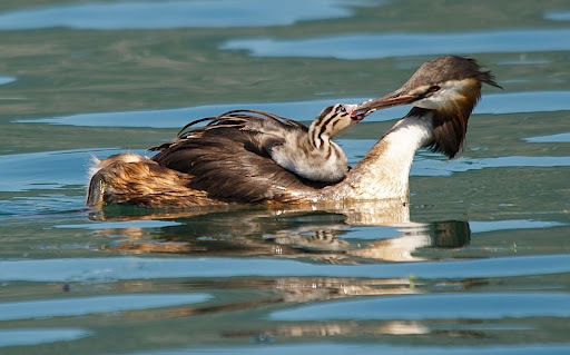 amor maternal