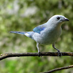 Tangara azulina.jpg