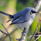 Tacuarita azul 2.jpg