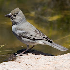 Parque Nacional del Teide Blue Chaffinch.jpg