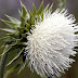 Con flor blanca.jpg