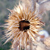 Flor de paja.jpg
