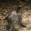 Cocodrilo de Pantano, Morelet's crocodile, Mexican crocodile