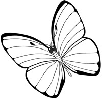 jyc mariposas (6)