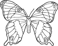 jyc mariposas (23)