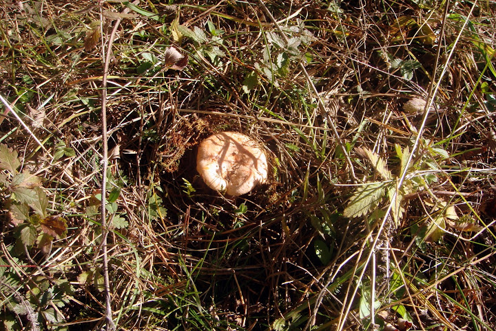 DSC03861.JPG