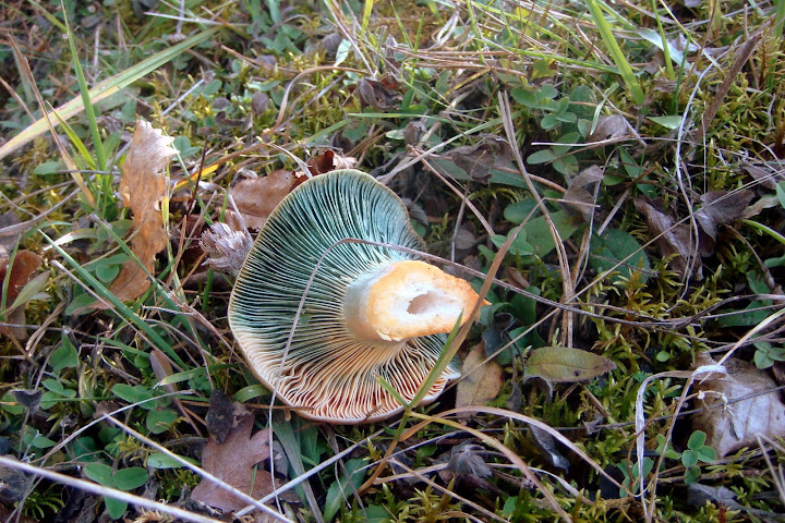 DSC03856.JPG