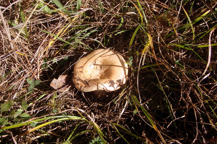 DSC03857.JPG