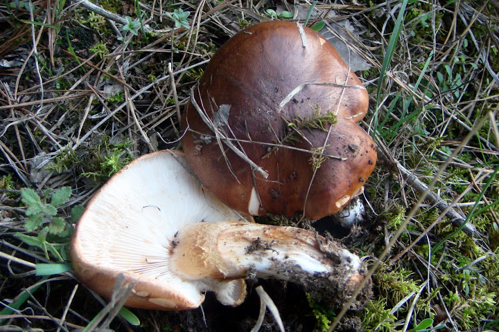 DSC03876.JPG