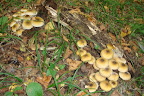DSC03794.JPG