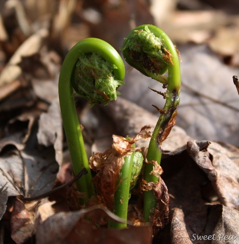 [Fiddlehead3[3].jpg]