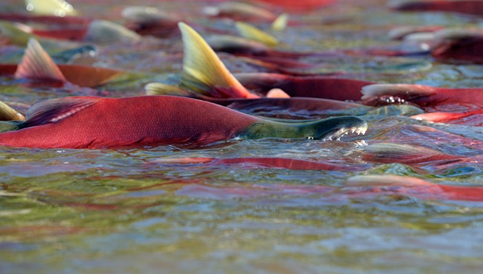 Sockeye spawning in a river/n
South Kamchatka Sanctuary<><>Oncorhynchus nerka; South Kamchatka Sanctuary; Kamchatka; Kuril Lake; sockeye; salmon; spawning
