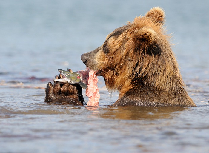 Predator and prey/n
South Kamchatka Sanctuary<><>South Kamchatka Sanctuary; sockeye; Kamchatka; bear; Kuril Lake; salmon; spawning