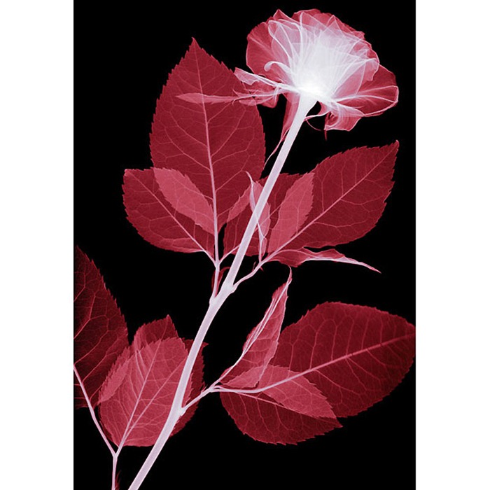 X Ray Flowers...***EXCLUSIVE***UNSPECIFED - UNDATED: Rose, coloured X-ray.These mesmerising shots are the fruit of years of careful experimentation by artist Hugh Turvey, using x-rays to really get under the surface of things. The technique, which came about thanks to a chance commission from a musician friend who wanted an x-ray image, has been 14 years in the making and has now been so well honed by Hugh that his work is becoming highly sought after. The flowers are the latest in a long line of subjects, including motorbikes, suitcases and stiletto-clad feet.PHOTOGRAPH BY SPL / BARCROFT MEDIA LTDUK Office, London.T +44 845 370 2233W www.barcroftmedia.comUSA Office, New York City.T +1 212 564 8159W www.barcroftusa.comIndian Office, Delhi.T +91 114 653 2118W www.barcroftindia.comAustralasian & Pacific Rim Office, Melbourne.E info@barcroftpacific.comT +613 9510 3188 or +613 9510 0688W www.barcroftpacific.com