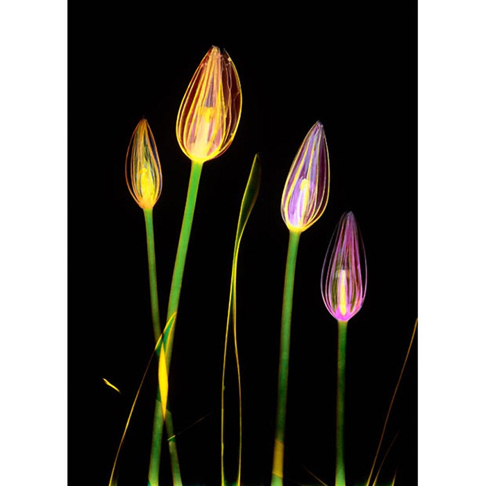 X Ray Flowers...***EXCLUSIVE***UNSPECIFED - UNDATED: Coloured X-ray of tulip flowers.These mesmerising shots are the fruit of years of careful experimentation by artist Hugh Turvey, using x-rays to really get under the surface of things. The technique, which came about thanks to a chance commission from a musician friend who wanted an x-ray image, has been 14 years in the making and has now been so well honed by Hugh that his work is becoming highly sought after. The flowers are the latest in a long line of subjects, including motorbikes, suitcases and stiletto-clad feet.PHOTOGRAPH BY SPL / BARCROFT MEDIA LTDUK Office, London.T +44 845 370 2233W www.barcroftmedia.comUSA Office, New York City.T +1 212 564 8159W www.barcroftusa.comIndian Office, Delhi.T +91 114 653 2118W www.barcroftindia.comAustralasian & Pacific Rim Office, Melbourne.E info@barcroftpacific.comT +613 9510 3188 or +613 9510 0688W www.barcroftpacific.com