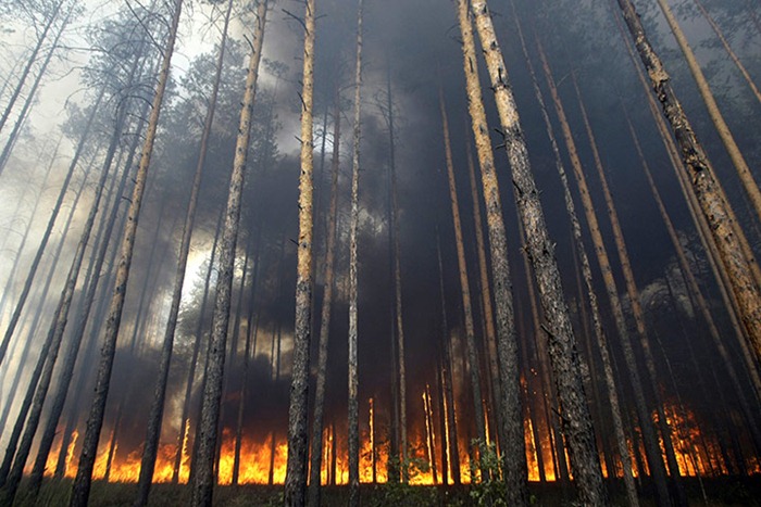 russia-forest-fire (52)