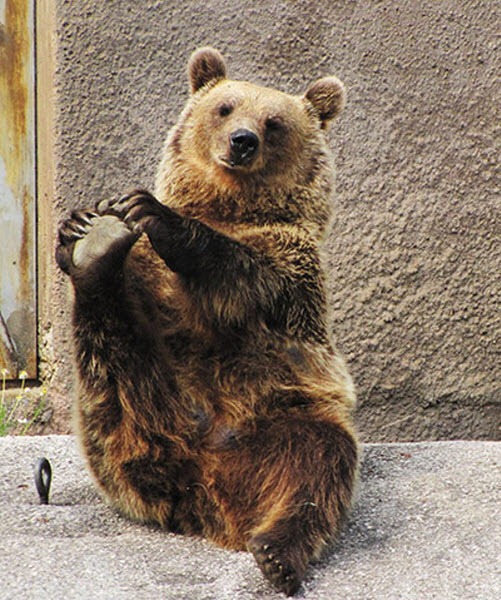 bear-yoga (6)