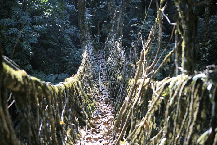 root-bridges (3)