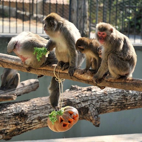 Japanese-macaques-enjoy-p-001