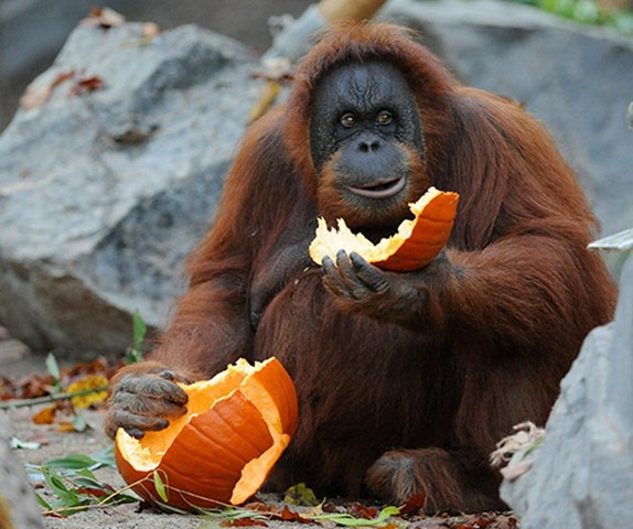 A-orangutan-female-eats-a-005