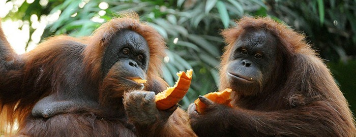 Two-orangutans-share-a-pu-006